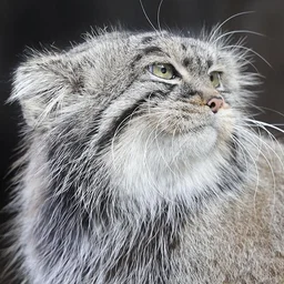 Зрители трансляций из Московского зоопарка могут проверить знания о манулах